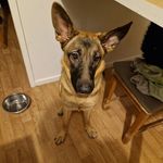 Berger allemand - @tess_bergerallemand - Instagram