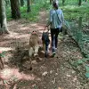 Les aventures de Tess 🐕 - @tess_berger_allemand - TikTok