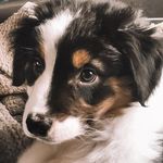 T E S S  🐾 - @tess_bergeraustralien - Instagram