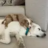 Tess et Luna 🐾 - @tess.luna_golden.berger - TikTok