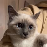 Tess 🐱🫶🏻 - @tessbestminou - Instagram