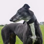 Tess Boyd - @tess_the_greyhound_18 - Instagram