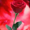 tess Brewer - @princesstess079 - TikTok