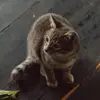 tessbruce1 - @tessbruce1 - TikTok