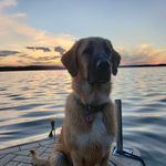 🐶🌎 Tess Button 🌎🐶 - @tessbutton2020 - Instagram
