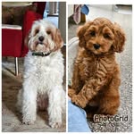 Margo van de Werve - @cobberdog_tess_ralphie - Instagram