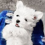 🐾 Crystal, a maltes Blogueira 🐾 - @crystal.maltess - Instagram