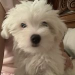 crystal - @crystalmaltess - Instagram