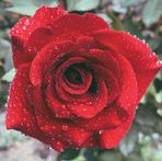 Tess Davidson - Facebook