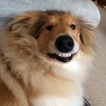 Tess Dean - @tessthescottishcollie - Instagram