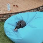 Tess Derrick - @tess_miniaturepinscher - Instagram