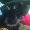 tess 🐶 - @tess.evans.dog - TikTok