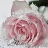 Tess Fox885 - @tessfox0683 - TikTok