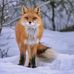 Tess Fox - Facebook