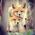 Tess Red Fox - @tessredfox - Instagram