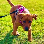 Tessie the fox red lab @tessfoxred2022 - @tessfoxred2022 - Instagram