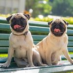 Tessa e Frank - @tessa_frank_oficial - Instagram