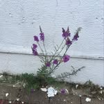 Tess Garrett - @wild_rooted - Instagram