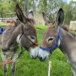 Tess Greco - @jack_and_jill_donkeys - Instagram