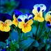 Tess Hampton - Facebook
