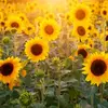 Tess_Hansen - @tess_hansen - TikTok