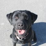 Tess - @tesshansenthelab - Instagram