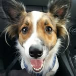 Tess (Tickle) Harrison - @tesstickleharrison - Instagram