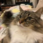 Tesla (aka Tess, House Bear) - @chonkylillass - Instagram