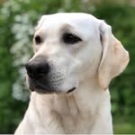 Tessa Howell - @tessa.the.yellow.lab - Instagram
