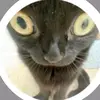 Tess - @tess_james - TikTok