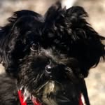 Tess Kim - @tess_thepuppylover - Instagram