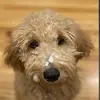 Tess Kim - @tess.kim6 - TikTok