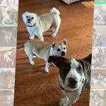 Tessa 8-2011 to 8-2023 RIP. Finn.Kirby.Rainbow Kitty, Lacey - @aprildoggies - Instagram