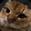 tess_lam - @tess_bih - TikTok