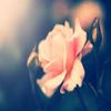 Tess Lawrence - @rosie_remix - TikTok