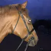 Tess Lowe🐎 - @tesslowe_1 - TikTok