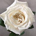 Tess MacDonald - @july_floral_seattle - Instagram