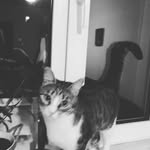 Tess.Mâța - @gea_mby - Instagram