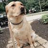 Tessa McGee🐾 - @tessa.theyellowlab - TikTok