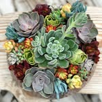 Tessa McManus - @bdsucculents - Instagram