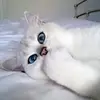 tess mooney  - @tessss.mooneeyy - TikTok
