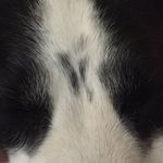 Tess Morton 🐶 - @tess_bear5 - Instagram