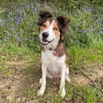 Tess Page - @tess.page_collie.love - Instagram