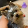Tess Sweetshire - @tesssweetshire - TikTok