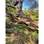 Tess Turner - @tessturner_cubs - Instagram