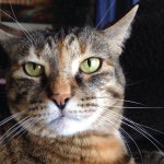 Tessa Ackerman - @fat_cat1357 - Instagram