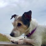 Tessa Of Neptune Beach FL - @tessathewonderdog - Instagram
