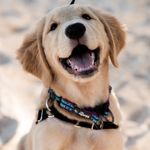 Tessa Bean 🐾 - @goldentessabean - Instagram