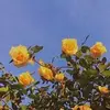 1kfans? - @qetsiyahtessabennett - TikTok
