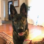 Bird - @tessa_bird_dog - Instagram